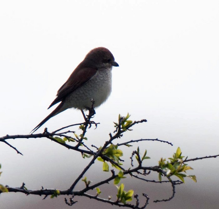 Red-backed Shrike