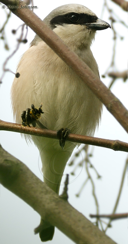 Red-backed Shrike