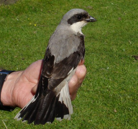 Lesser Grey Shrike