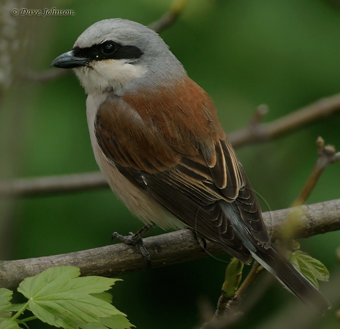 Red-backed Shrike