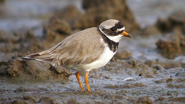 Ringed Plover