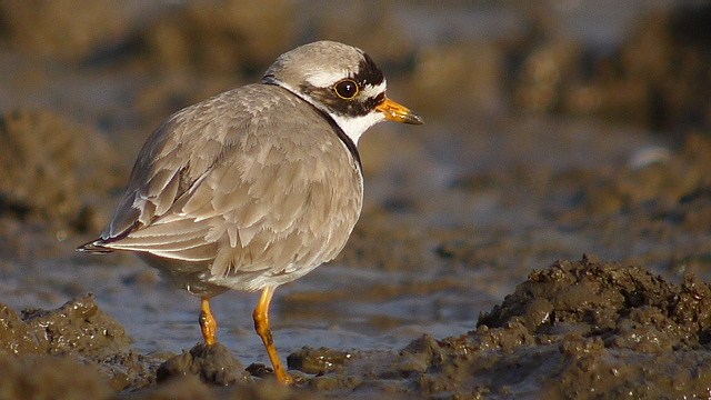 Ringed Plover