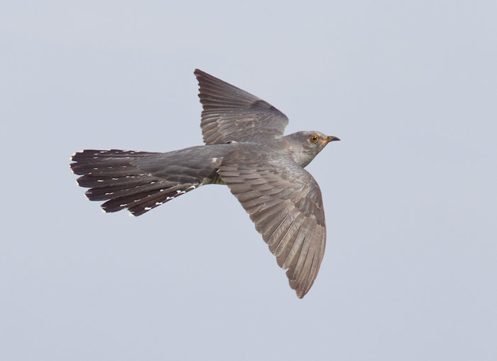 Cuckoo