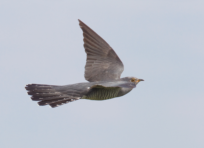 Cuckoo