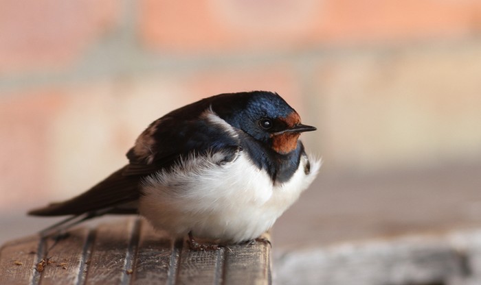Swallow