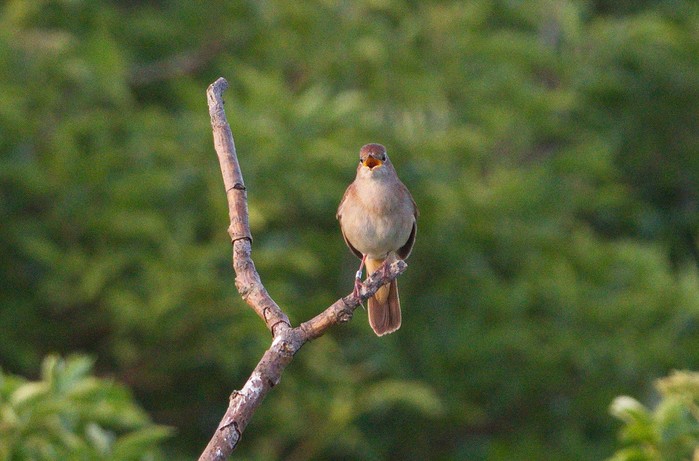 Nightingale