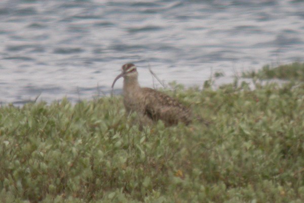 Hudsonian Whimbrel