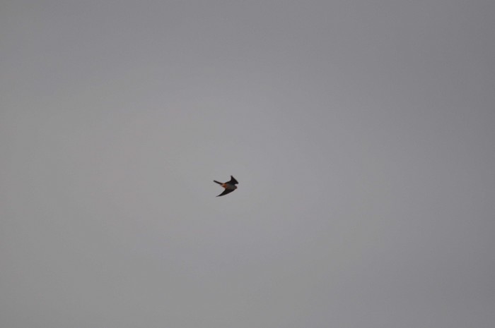Red-footed Falcon
