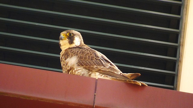Peregrine