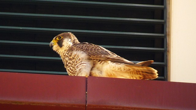 Peregrine