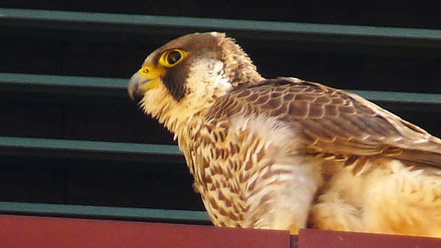 Peregrine