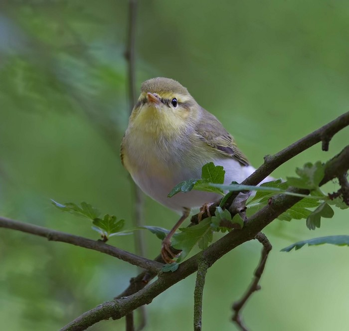 Wood Warbler