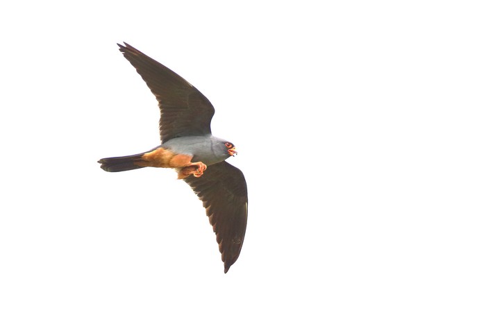 Red-footed Falcon