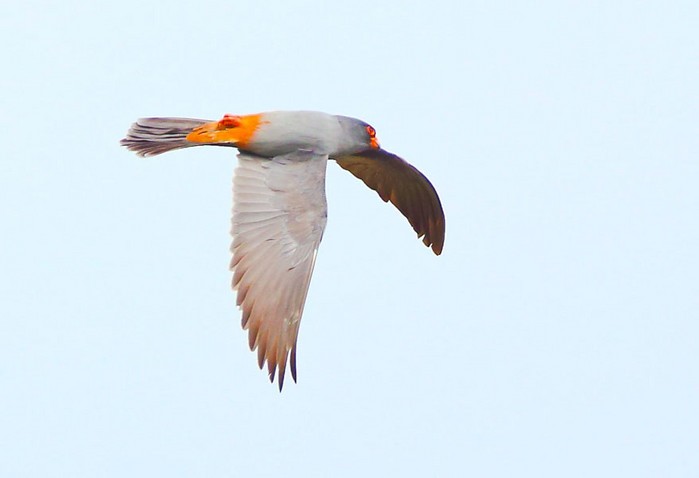 Red-footed Falcon