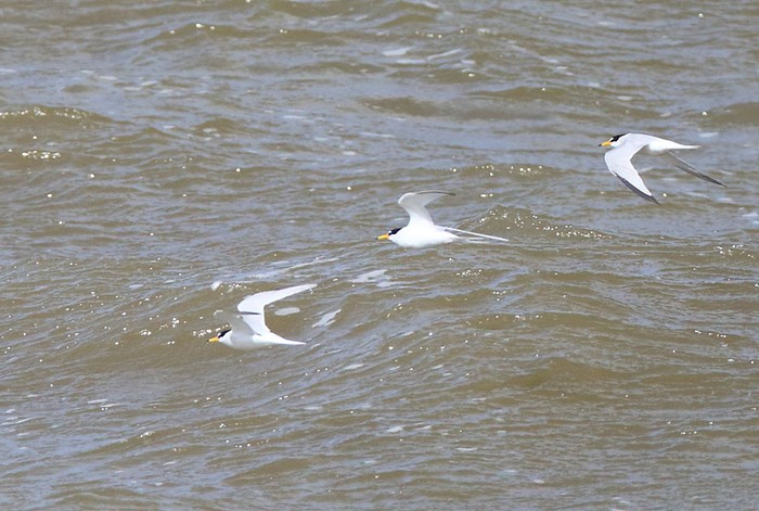 Little Tern