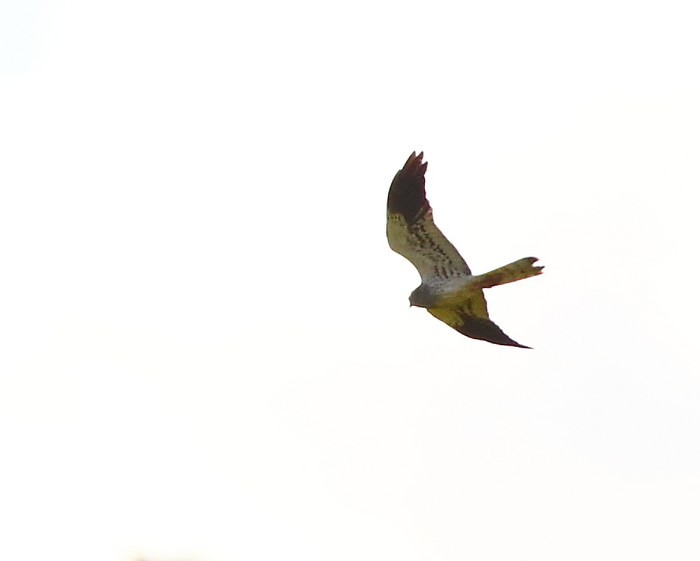 Montagu's Harrier