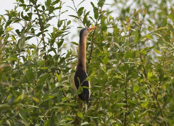Little Bittern
