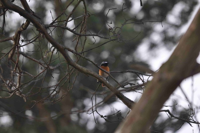 Redstart