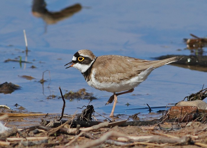 Little Ringed Plover