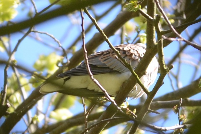 Turtle Dove
