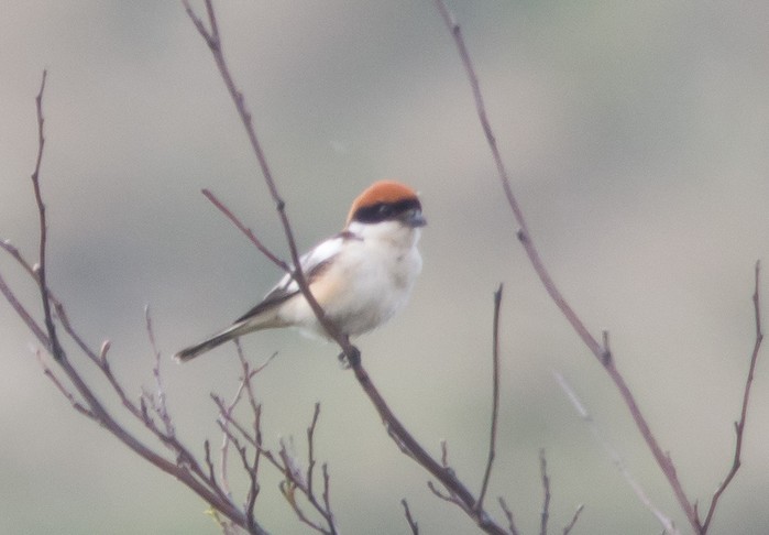 Woodchat Shrike