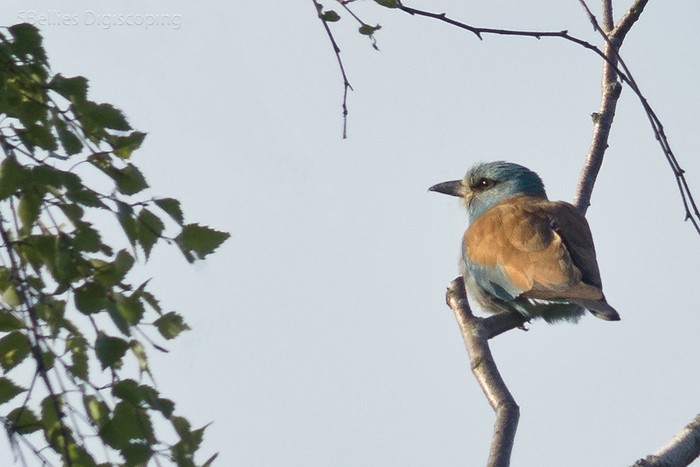 Roller