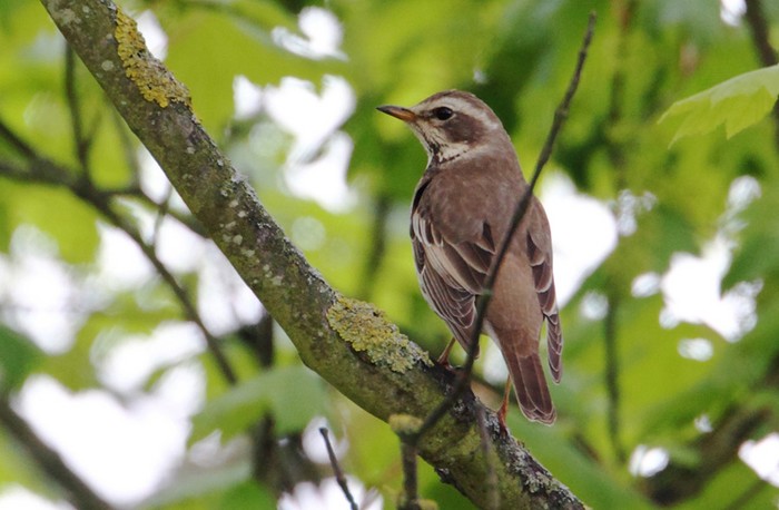 Dusky Thrush