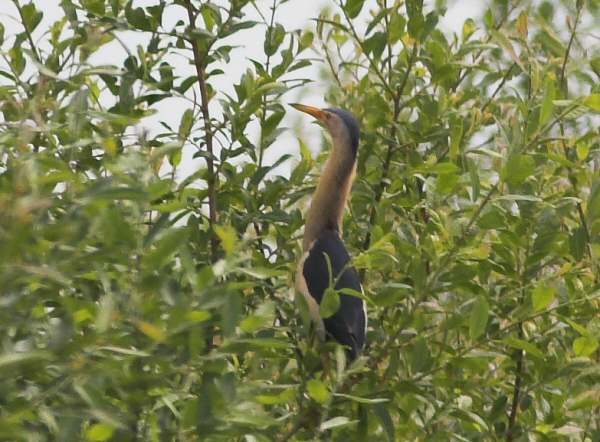 Little Bittern