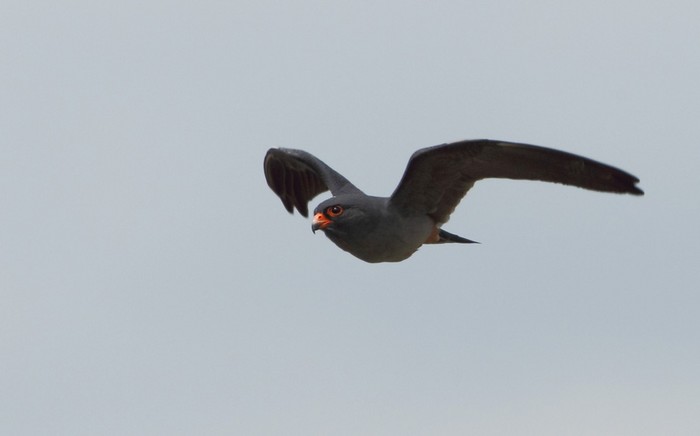 Red-footed Falcon