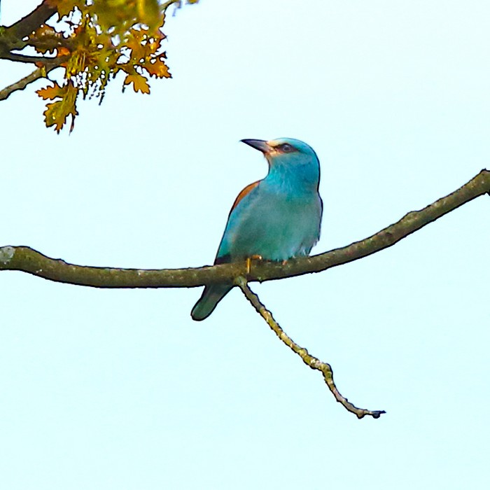 Roller
