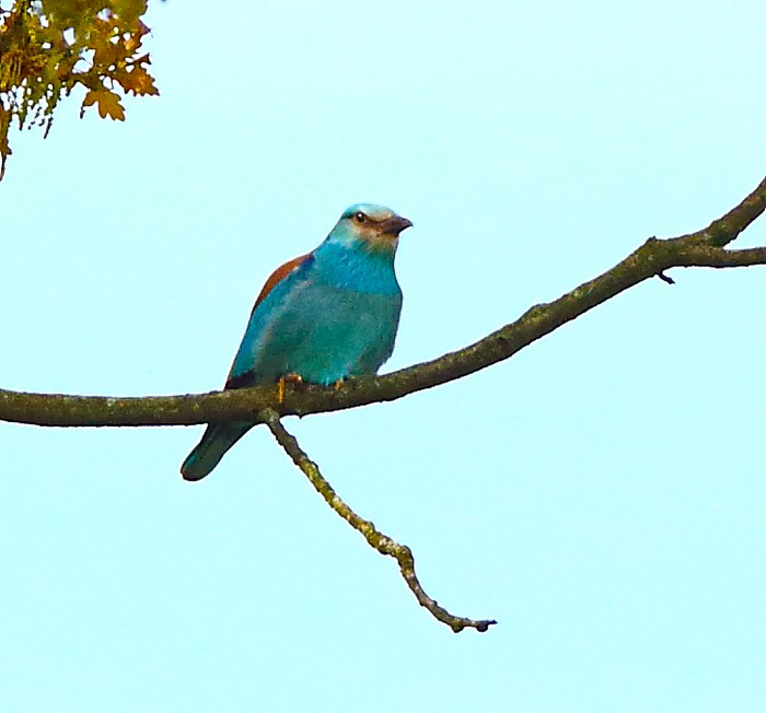 Roller