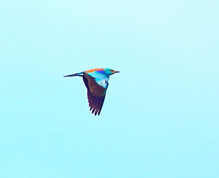 Roller