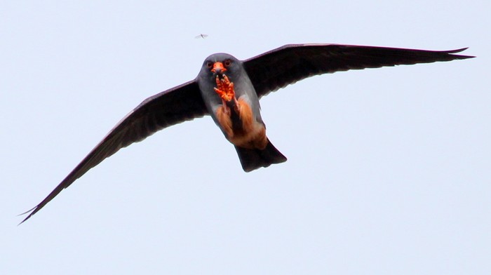 Red-footed Falcon
