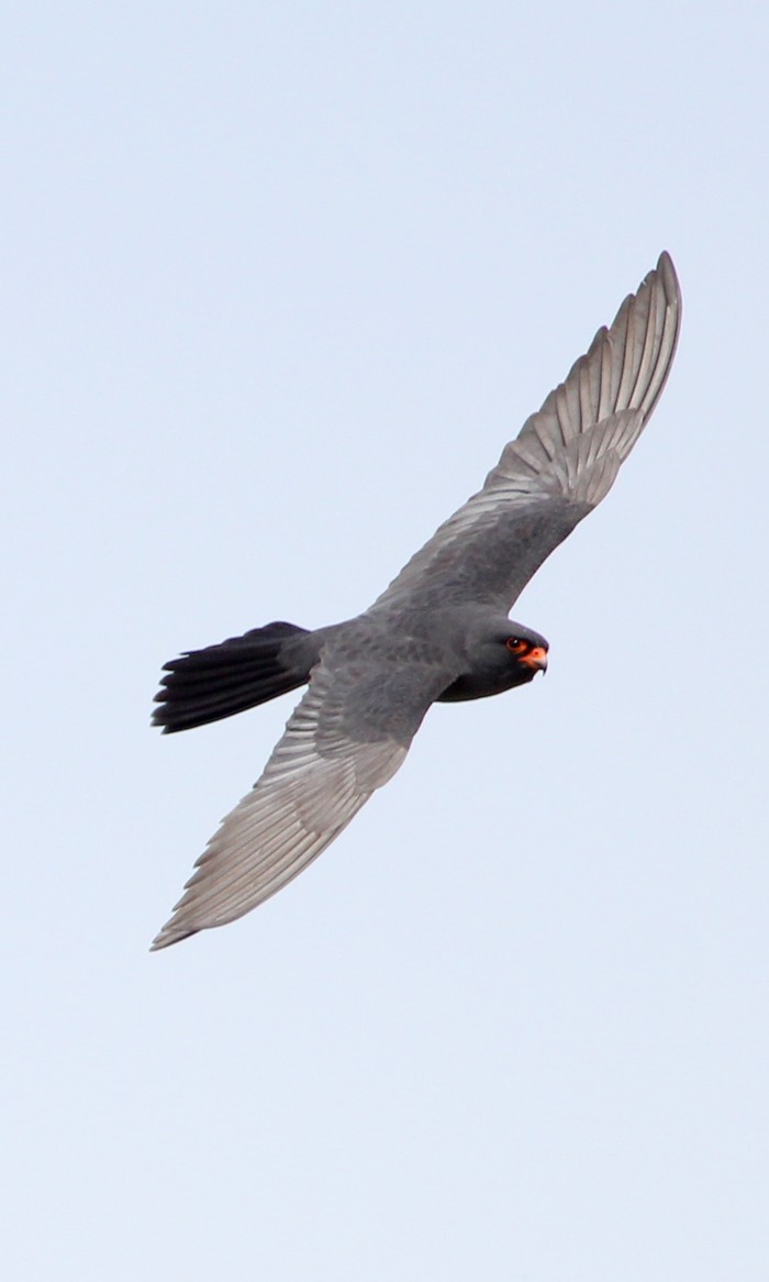 Red-footed Falcon