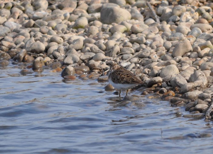 Temminck's Stint