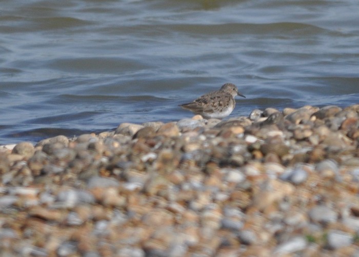 Temminck's Stint