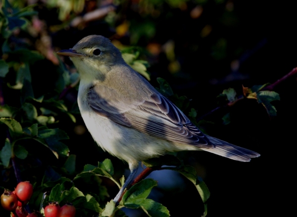 Icterine Warbler