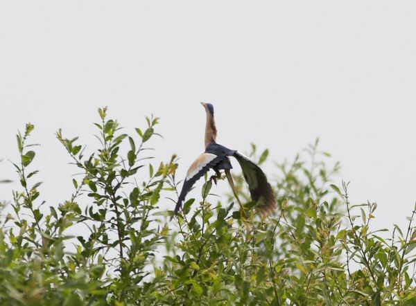 Little Bittern