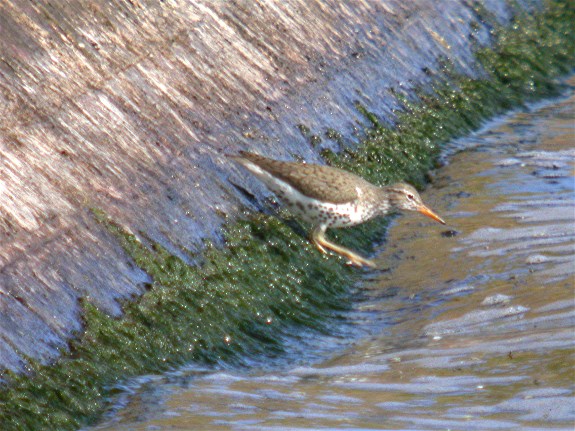 Spotted Sandpiper