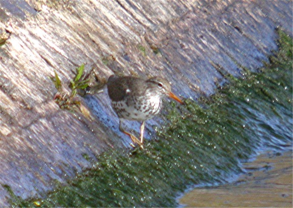 Spotted Sandpiper