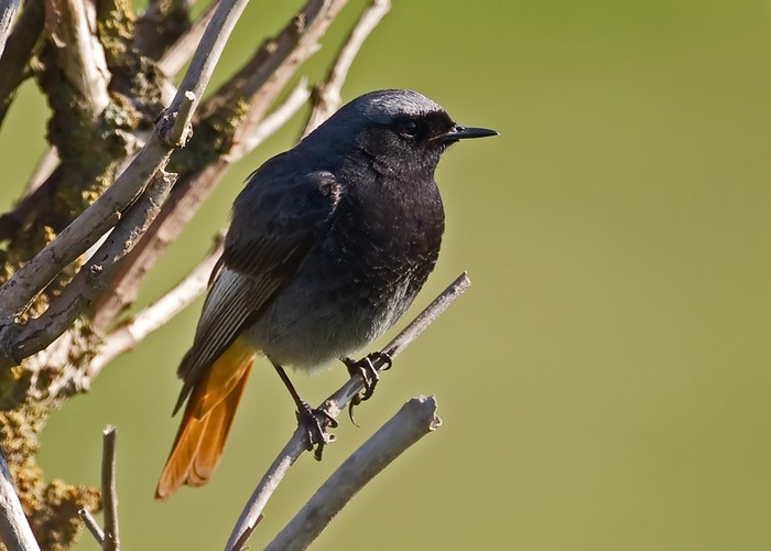 Black Redstart