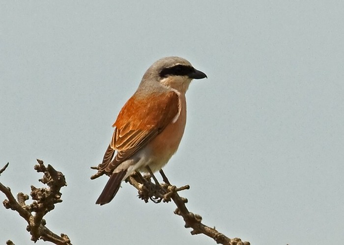 Red-backed Shrike