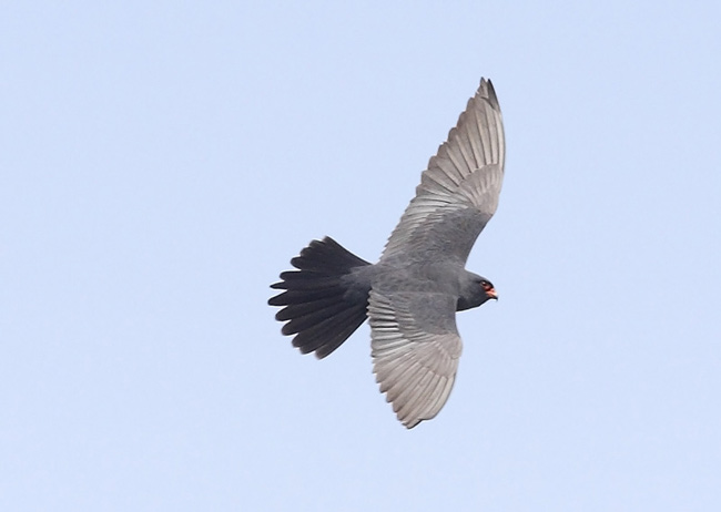 Red-footed Falcon