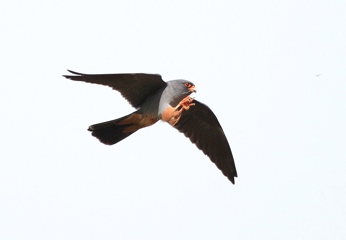Red-footed Falcon