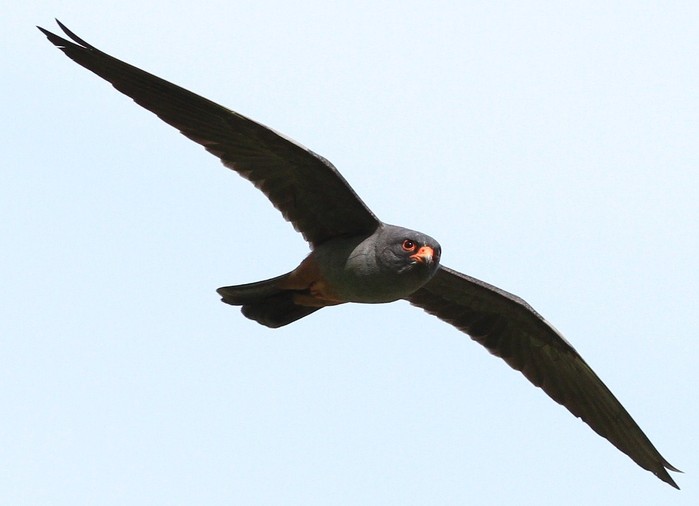 Red-footed Falcon