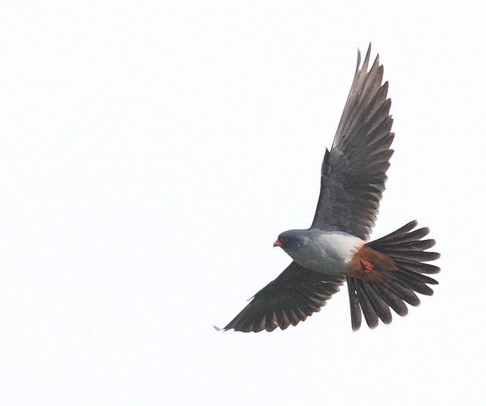 Red-footed Falcon
