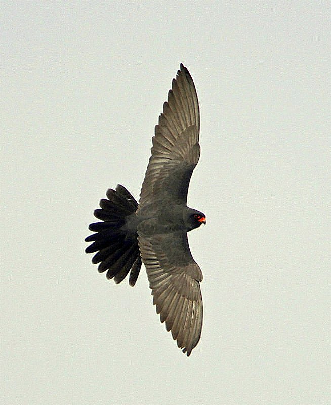 Red-footed Falcon
