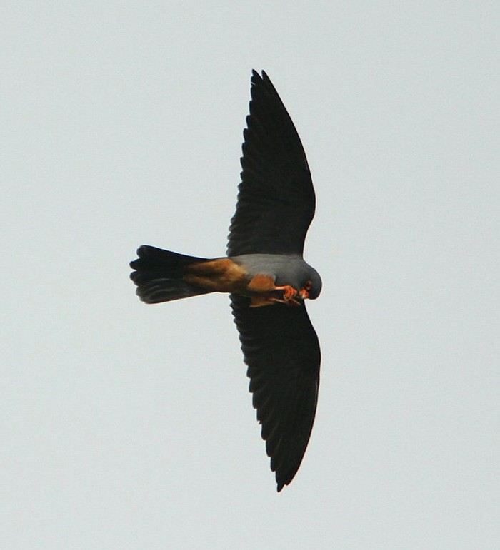 Red-footed Falcon