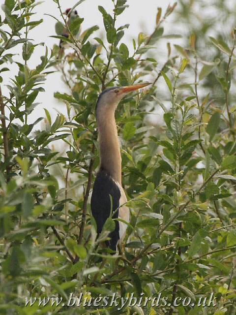 Little Bittern