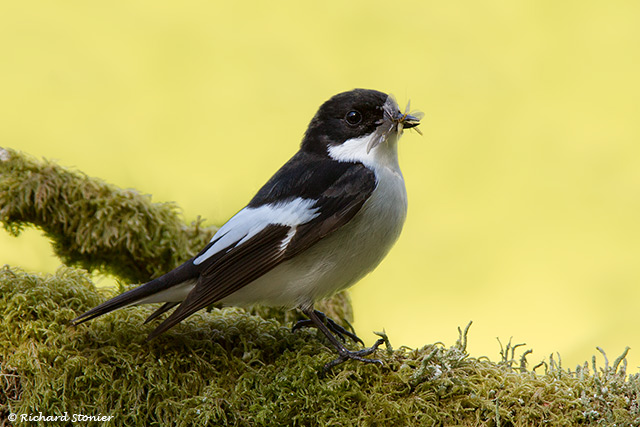 Pied Flycatcher
